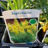 ASPHODELINE LUTEA kak1