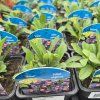 ASTER ALPINUS VIOLET KAK2