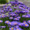 ASTER ALPINUS 'VIOLET' IST