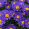 ASTER ALPINUS 'VIOLET' IST2