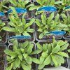 ASTER ALPINUS VIOLET KAK1