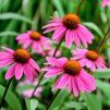 ECHINACEA PURPUREA IST2