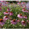 ECHINACEA PURPUREA shutt3