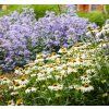 ECHINACEA PURPUREA 'WHITE SWAN shut1