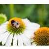 ECHINACEA PURPUREA 'WHITE SWAN shut2