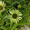 ECHINACEA PURPUREA 'WHITE SWAN' kak3
