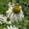 ECHINACEA PURPUREA 'WHITE SWAN' kak1