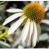 ECHINACEA PURPUREA 'WHITE SWAN shut