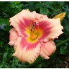 HEMEROCALLIS 'DARING DECEPTION shutt1