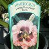 HEMEROCALLIS 'DARING DECEPTION' kak