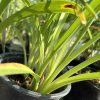 HEMEROCALLIS 'DARING DECEPTION' kak2
