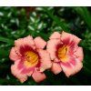 HEMEROCALLIS 'DARING DECEPTION shutt