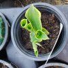 HOSTA 'AMERICAN HALO' kak2