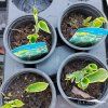 HOSTA 'AMERICAN HALO' kak3