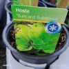 HOSTA 'SUM AND SUBSTANCE' kak1