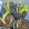 HOSTA 'T REX' kak2