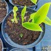 HOSTA 'T REX' kak1