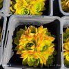 JOVIBARBA HEUFFELII 'ORANGE TIP' kak3