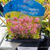 LYCHNIS ALPINA 'MAGENTA' kak2