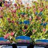 LYCHNIS ALPINA 'MAGENTA' kak3