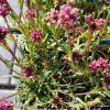 LYCHNIS ALPINA 'MAGENTA' kak1