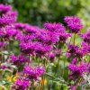 Monarda 'Balmy Purple' ist3