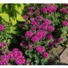 MONARDA 'BALMY PURPLE' (MONARDA) shutter