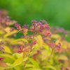 SPIRAEA × BUMALDA 'GOLDFLAME' IST1