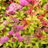 SPIRAEA × BUMALDA 'GOLDFLAME' IST
