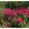 PHLOX PANICULATA 'RED FIRE shut1