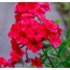 PHLOX PANICULATA 'RED FIRE shut2