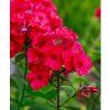 PHLOX PANICULATA 'RED FIRE shut