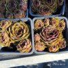 SEMPERVIVUM 'OLIVETTE' kak2