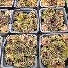 SEMPERVIVUM 'OLIVETTE' kak1