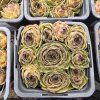 SEMPERVIVUM 'OLIVETTE' kak2