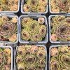 SEMPERVIVUM 'OLIVETTE' kak3