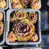 SEMPERVIVUM 'OLIVETTE' kak1