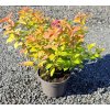 SPIRAEA × BUMALDA 'GOLDFLAME' ARBO