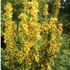 VERBASCUM 'DARK EYES shut1