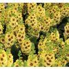 VERBASCUM 'DARK EYES shut2