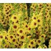 VERBASCUM 'DARK EYES shut