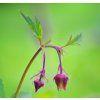GEUM RIVALE shut1