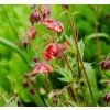 GEUM RIVALE shut