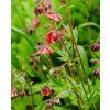 GEUM RIVALE shut