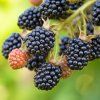 RUBUS FRUTICOSUS 'NAVAHO' ist
