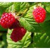 RUBUS IDAEUS 'MEEKER' shut1
