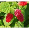 RUBUS IDAEUS 'MEEKER' shut