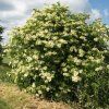 SAMBUCUS NIGRA 'HASCHBERG' (BAZA ČIERNA)_istock
