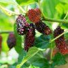 MORUS ALBA 'GERARDI'S DWARF ist2
