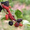 MORUS ALBA 'GERARDI'S DWARF ist